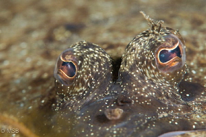 Eyes (without make up). by Mehmet Salih Bilal 